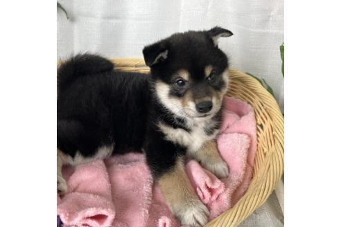 商談中の茨城県の柴犬-375692の3枚目