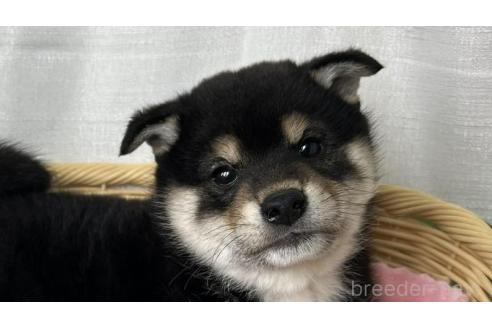 商談中の茨城県の柴犬-375692の1枚目