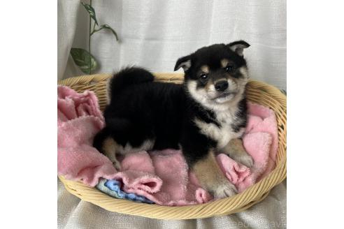 商談中の茨城県の柴犬-375692の2枚目