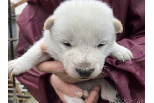 成約済の福島県の北海道犬-375706の4枚目