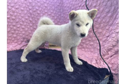 成約済の茨城県の柴犬-369311の9枚目