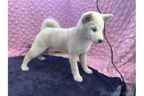 成約済の茨城県の柴犬-369311の8枚目