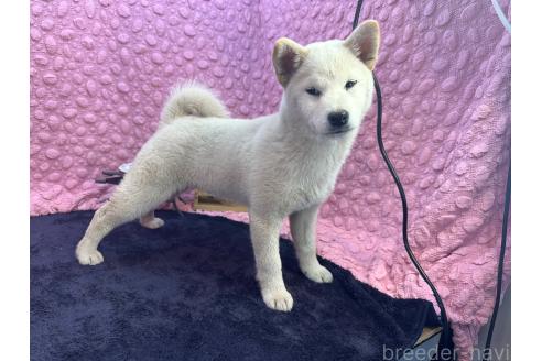 成約済の茨城県の柴犬-369311の7枚目