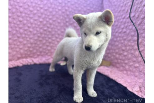 成約済の茨城県の柴犬-369311の6枚目