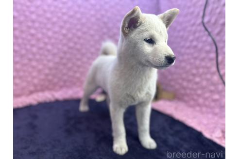 成約済の茨城県の柴犬-369311の5枚目