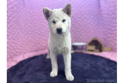 成約済の茨城県の柴犬-369311の4枚目