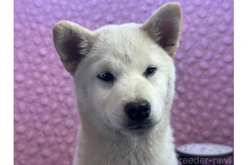 成約済の茨城県の柴犬-369311の1枚目