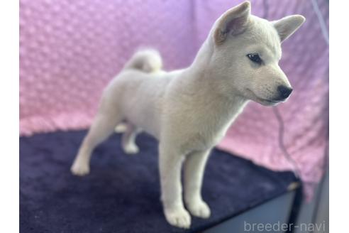成約済の茨城県の柴犬-369311の3枚目