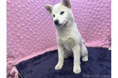 成約済の茨城県の柴犬-369311の2枚目