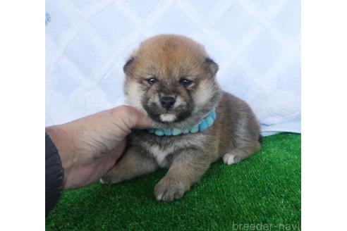 成約済の静岡県の柴犬-375707の5枚目