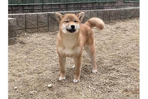 成約済の岡山県の柴犬-375712の9枚目