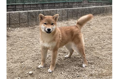 成約済の岡山県の柴犬-375712の8枚目