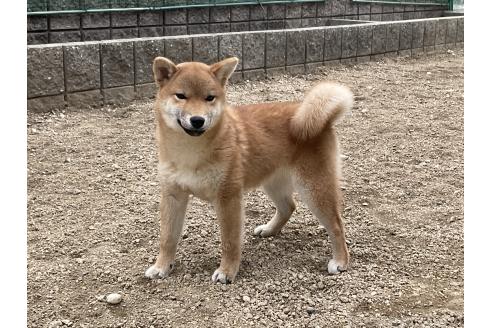 成約済の岡山県の柴犬-375712の7枚目