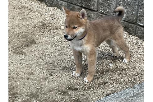 成約済の岡山県の柴犬-375712の6枚目