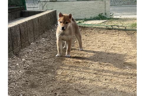 成約済の岡山県の柴犬-375712の5枚目