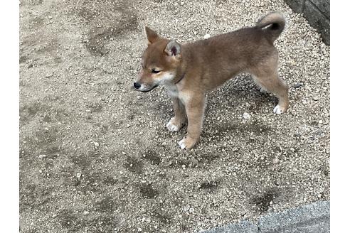 成約済の岡山県の柴犬-375712の4枚目