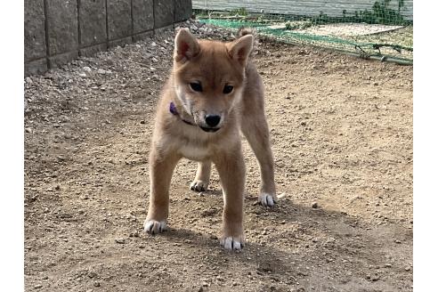 成約済の岡山県の柴犬-375712の3枚目