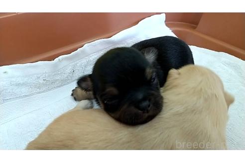 成約済の愛知県のチワワ(ロングコート)-375720の4枚目