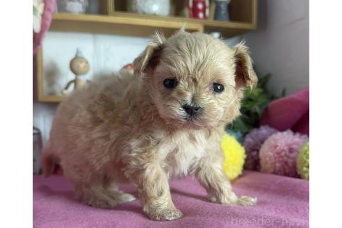 成約済の神奈川県のマルプー:マルチーズ×トイプードル-373983の2枚目