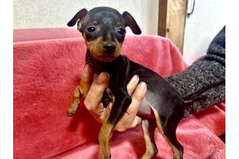 成約済の静岡県のミニチュアピンシャー(ミニピン)-367769の12枚目