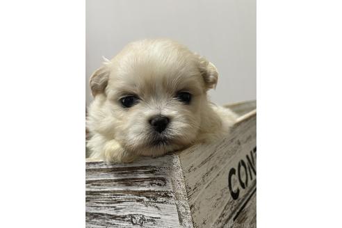 成約済の滋賀県のミックス犬-373828の15枚目