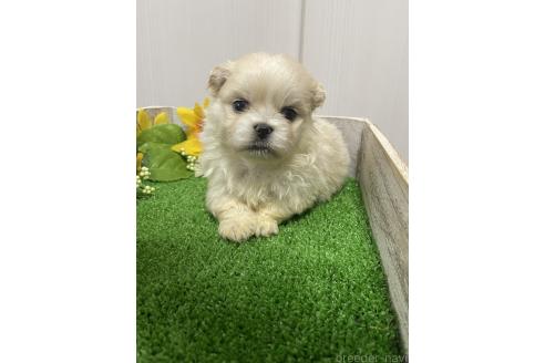 成約済の滋賀県のミックス犬-373828の14枚目