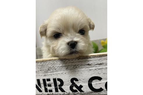 成約済の滋賀県のミックス犬-373828の13枚目