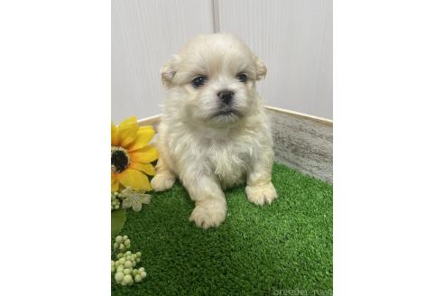 成約済の滋賀県のミックス犬-373828の12枚目