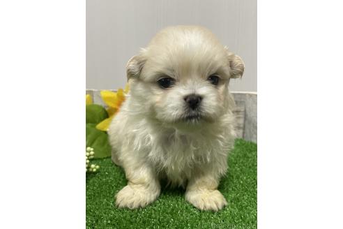 成約済の滋賀県のミックス犬-373828の11枚目