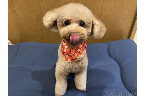 Berryちゃん1枚目