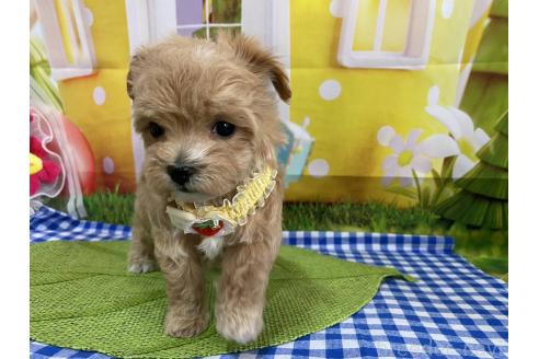 成約済の神奈川県のマルプー:マルチーズ×トイプードル-372544の10枚目