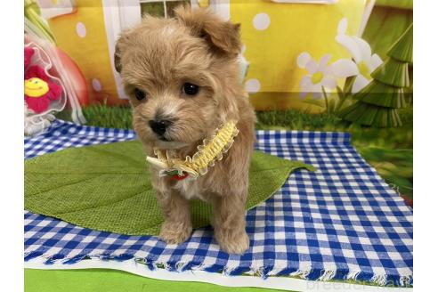 成約済の神奈川県のマルプー:マルチーズ×トイプードル-372544の9枚目