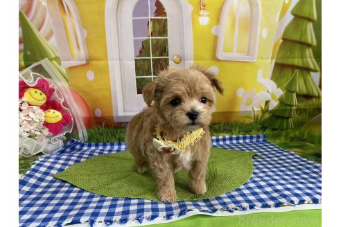 成約済の神奈川県のマルプー:マルチーズ×トイプードル-372544の8枚目