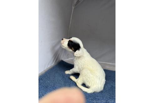 成約済の熊本県のイングリッシュセッター-375770の6枚目