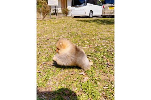 成約済の岐阜県のポメラニアン-374373の14枚目