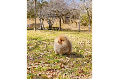 成約済の岐阜県のポメラニアン-374373の11枚目