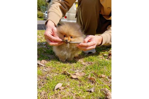 成約済の岐阜県のポメラニアン-374373の10枚目