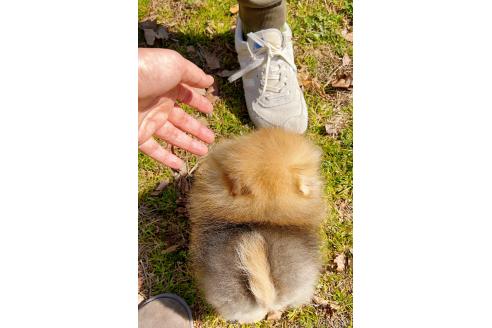 成約済の岐阜県のポメラニアン-374373の7枚目