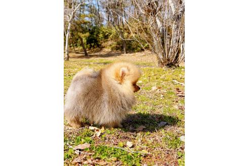 成約済の岐阜県のポメラニアン-374373の6枚目