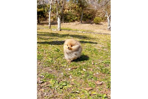 成約済の岐阜県のポメラニアン-374373の5枚目