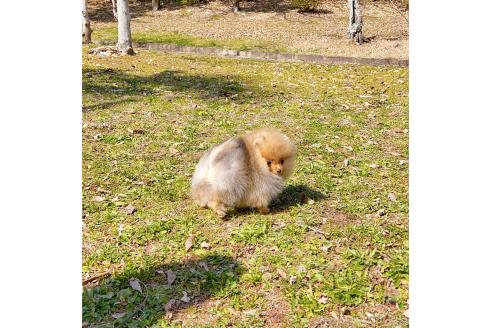 成約済の岐阜県のポメラニアン-374373の4枚目