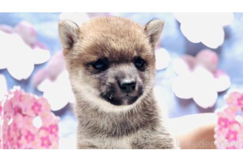販売中の千葉県の豆柴-370271
