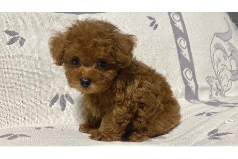 成約済の愛知県のトイプードル-375797の8枚目