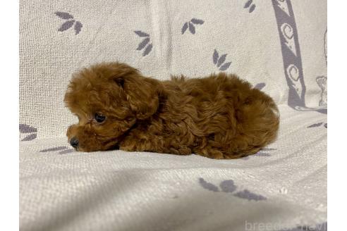 成約済の愛知県のトイプードル-375797の7枚目