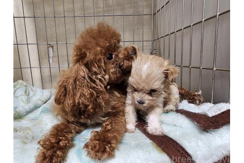 成約済の愛知県のマルプー:マルチーズ×トイプードル-375799の9枚目