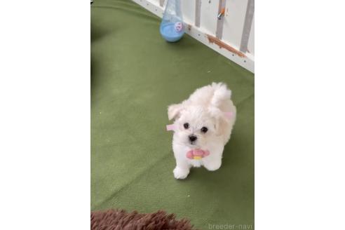 成約済の福岡県のミックス犬-372150の7枚目