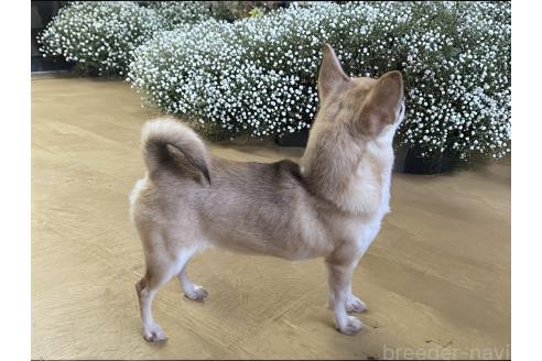 黎慧ちゃん1枚目