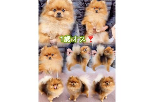 成約済の岐阜県のポメラニアン-374373の2枚目