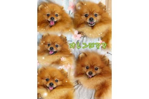 成約済の岐阜県のポメラニアン-374374の16枚目