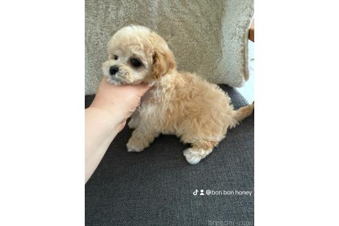 成約済の山形県のビションプー:ビションフリーゼ×トイプードル-366279の9枚目